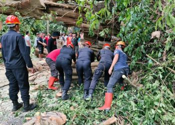 Personel Batalyon C Pelopor Satbrimob Polda Sulut Gerak Cepat Evakuasi Pohon Tumbang di Jalan Warembungan-Sea