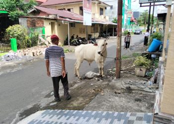 Biaya Hewan qurban Sapi Idul Adha di Sulut Mencapai Rp 68.219.000.000