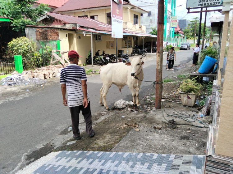 Biaya Hewan qurban Sapi Idul Adha di Sulut Mencapai Rp 68.219.000.000
