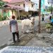 Biaya Hewan qurban Sapi Idul Adha di Sulut Mencapai Rp 68.219.000.000